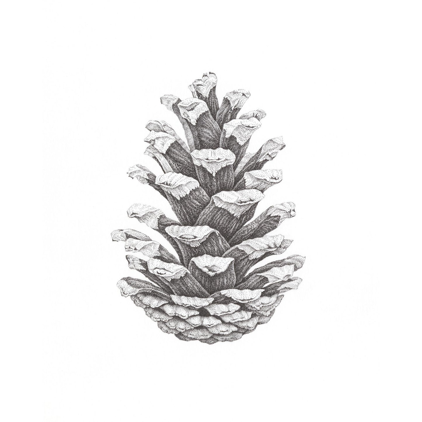 Pine Cone Study I Original