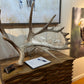 "The Hunter" Carved Moose Antler
