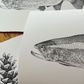 Trout I, Greeting Cards