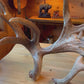 "The Catch" Carved Moose Antler, SOLD