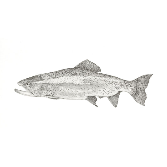 Trout I original