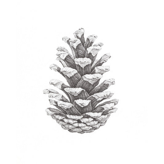 Pine Cone Study I