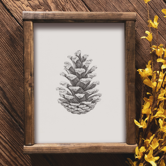 Pine Cone Study I